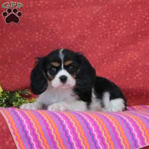 Raspberry, Cavalier King Charles Spaniel Puppy